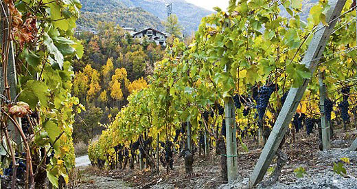 I Vini Tipici della Valle d’Aosta: Un Viaggio Tra Tradizione e Gusto